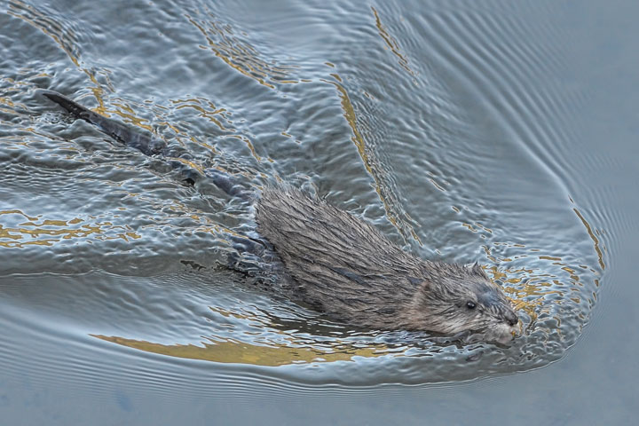 muskrat