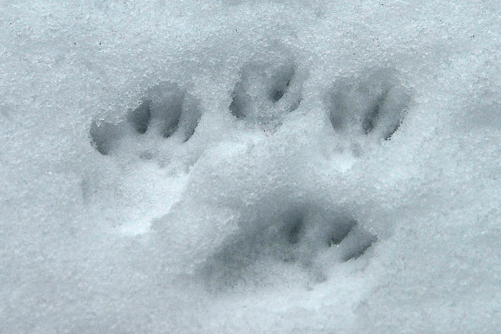 squirrel tracks