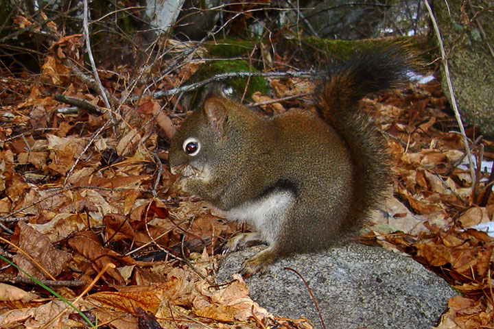 red squirrel