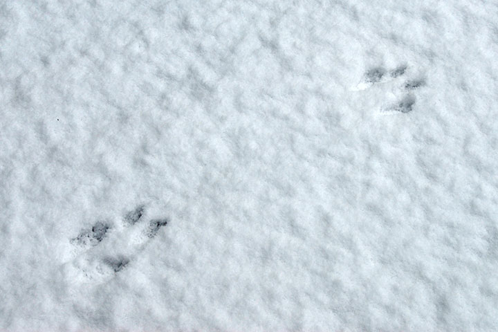 bounding red squirrel