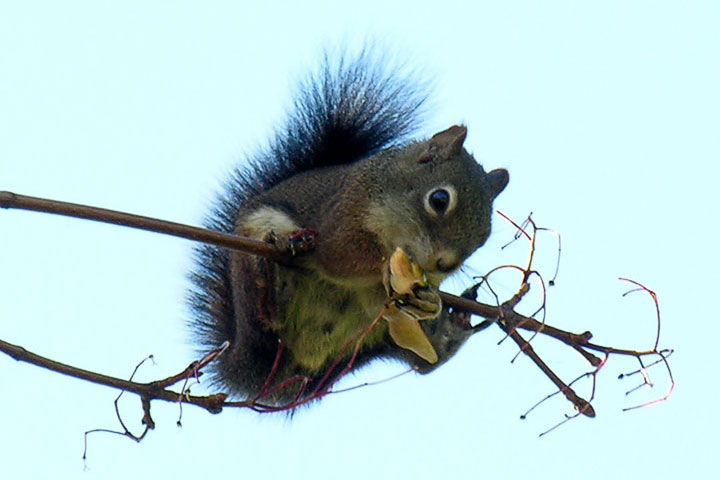 red squirrel