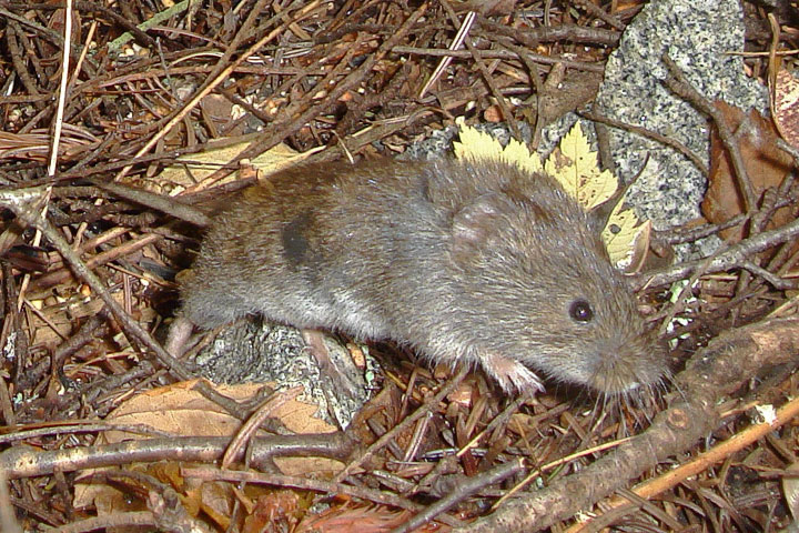 meadow vole