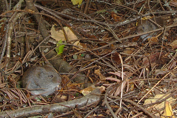 meadow vole