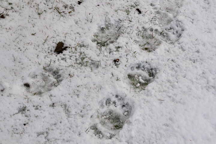 black-bear tracks