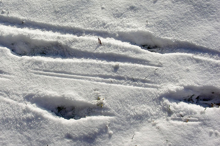 deer tracks, snow