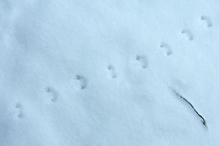 deer-mouse tracks