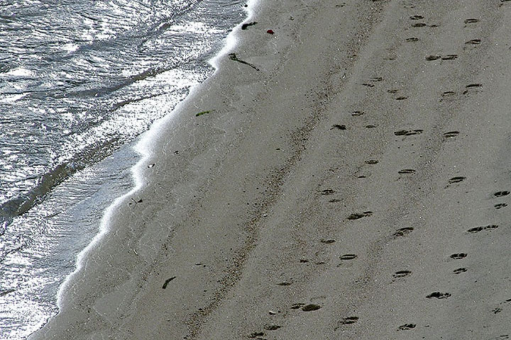deer tracks, sand