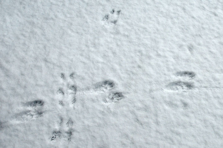 raccoon and squirrel tracks, snow