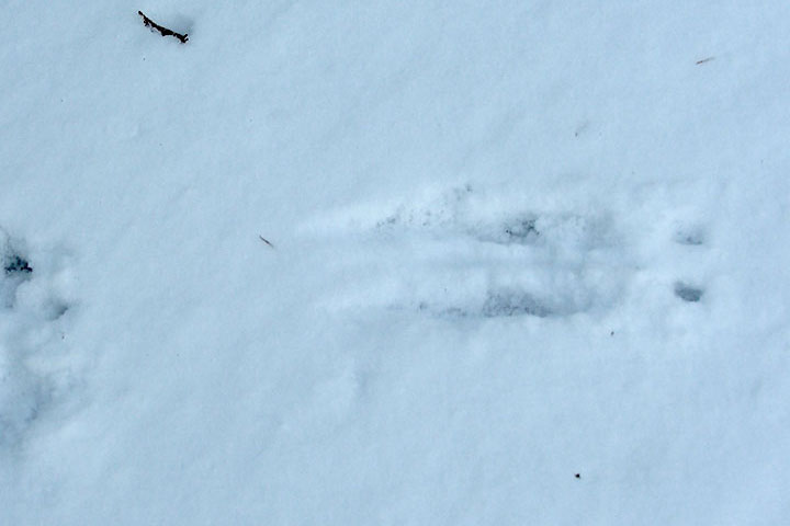red-squirrel tracks