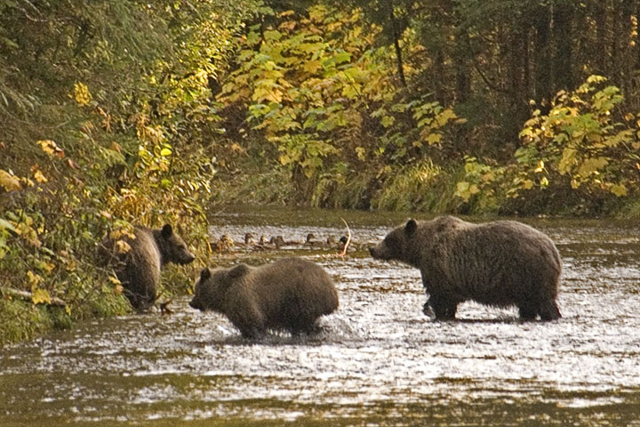 grizzly sow and two cubs
