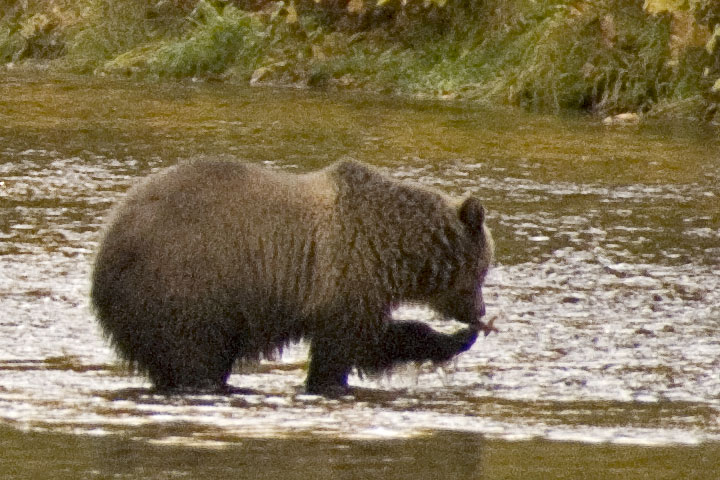 a grizzly cub scoops up fish