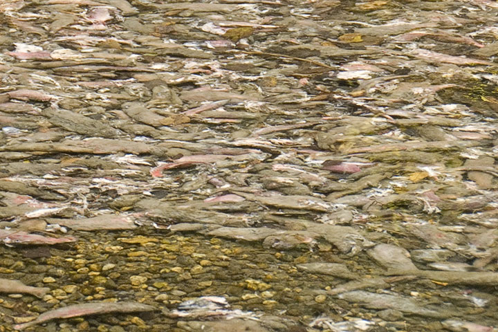 dead kokanee litter the creek bed