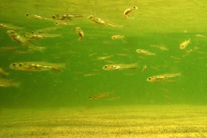 minnows in the shallows
