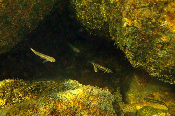 minnows among rocks