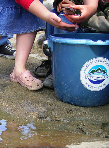 sturgeon release