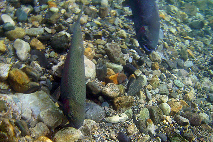 gerrard trout pair