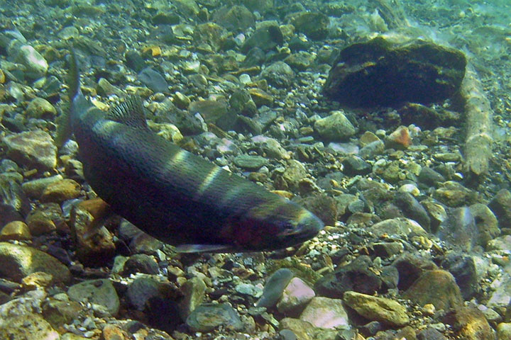 gerrard trout female