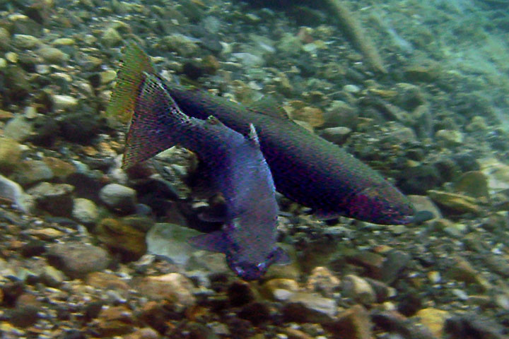 gerrard trout female