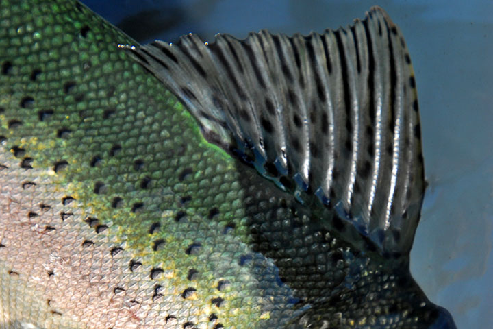rainbow trout dorsal fin