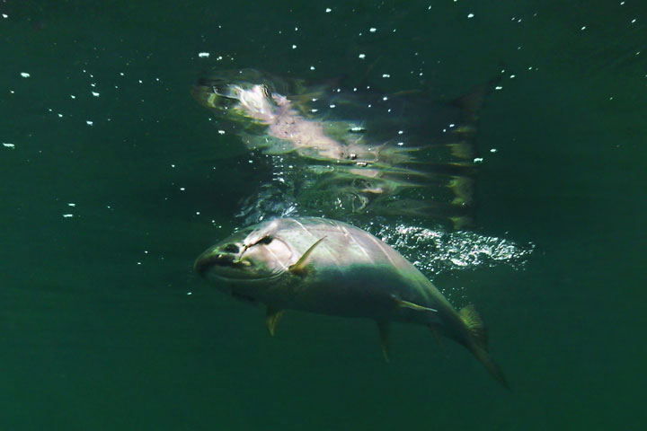 rainbow trout on a hook