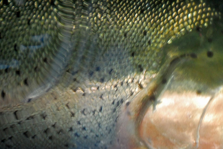 rainbow trout spots