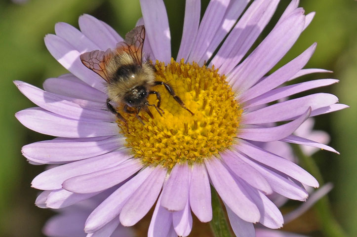 aster