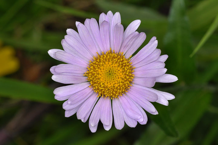 aster