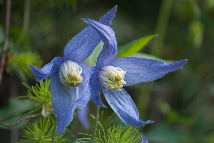 blue clematis