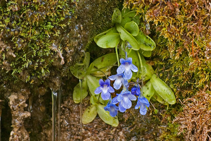 butterwort