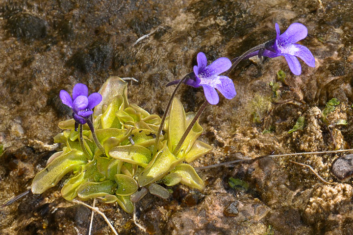 butterwort