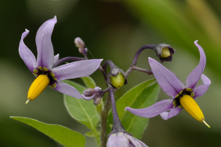 climbing nightshade