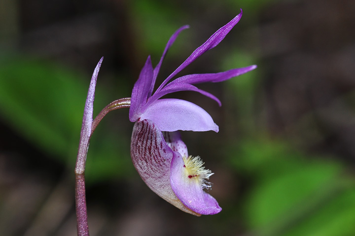 fairy slipper