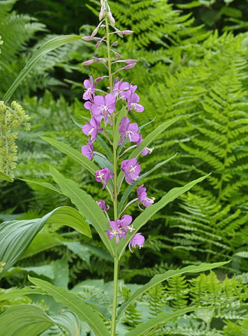 fireweed