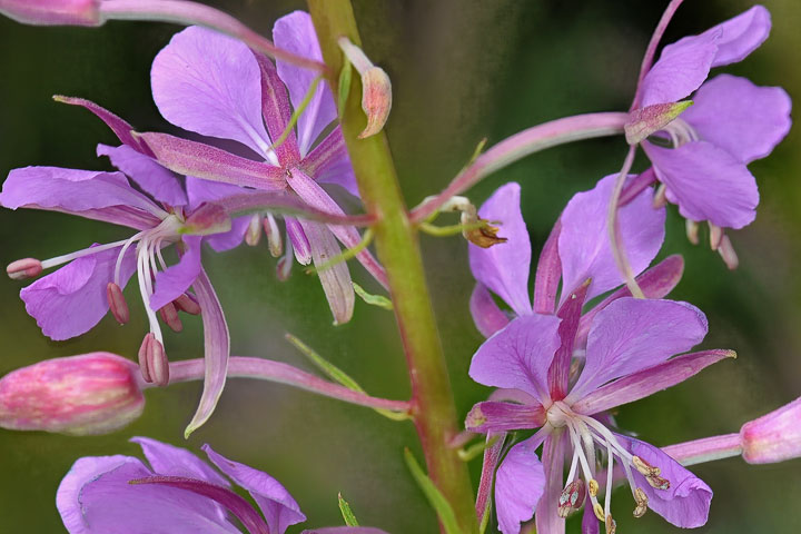 fireweed