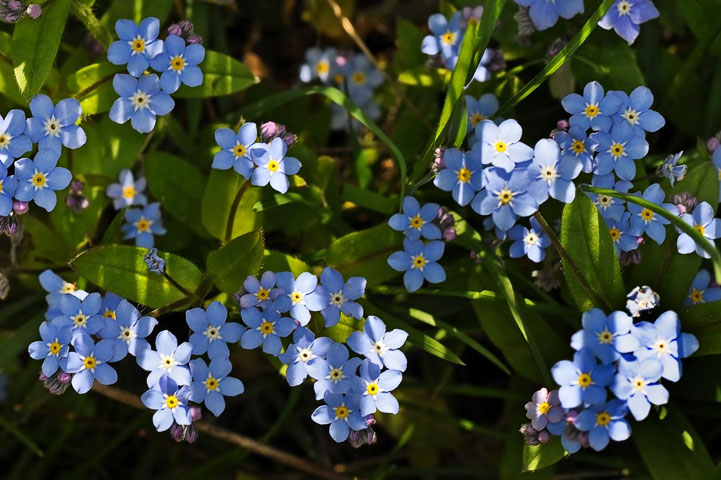 forget-me-not