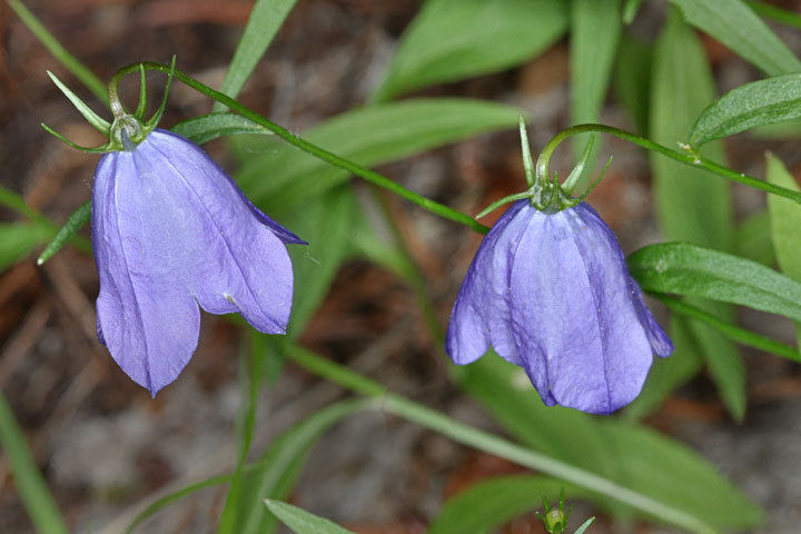 harebells