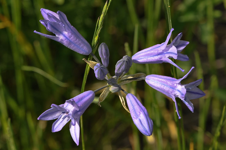 large flowered triteleia