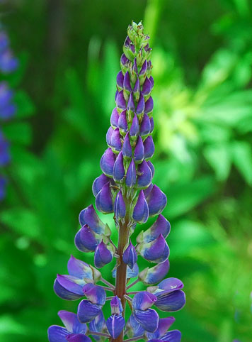 lupine raceme