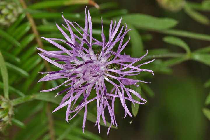 spotted knapweed