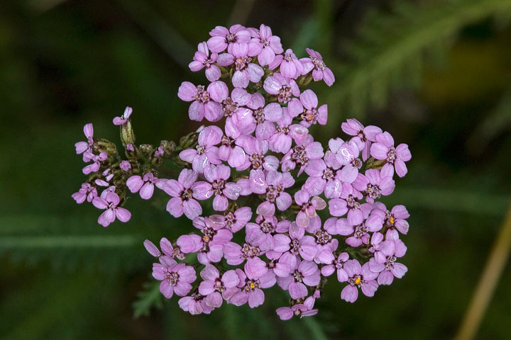 purple yarrow