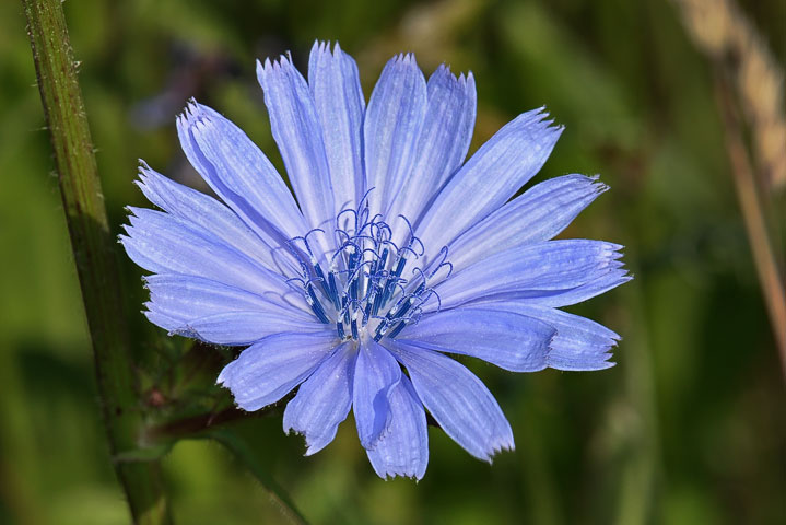 chicory