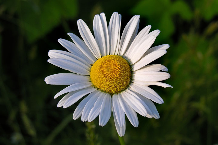 oxeye daisies