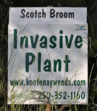 invasive sign