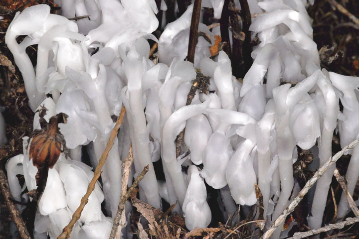 indian pipe