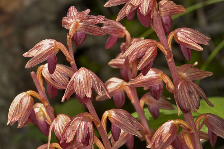 striped coralroot