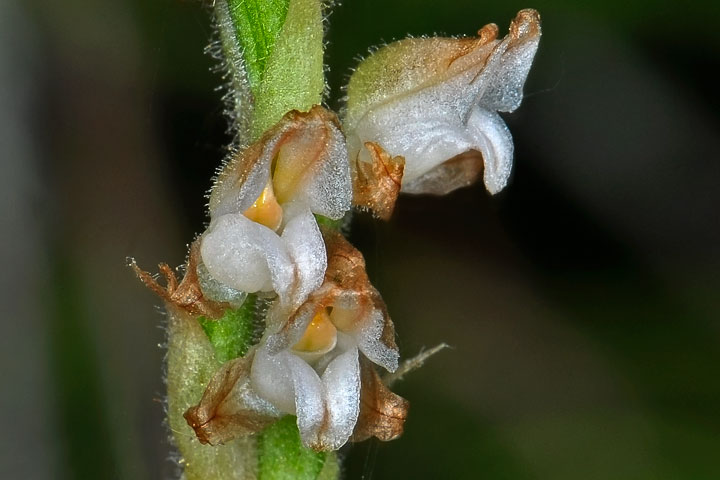 rattlesnake plantain