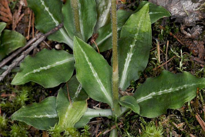 rattlesnake plantain