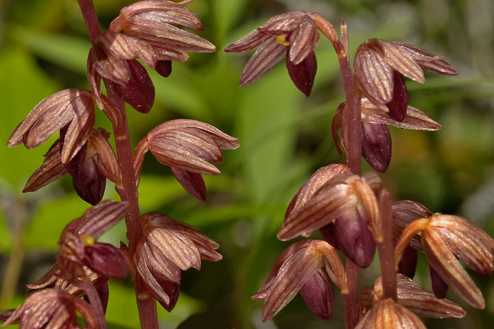 striped coralroot