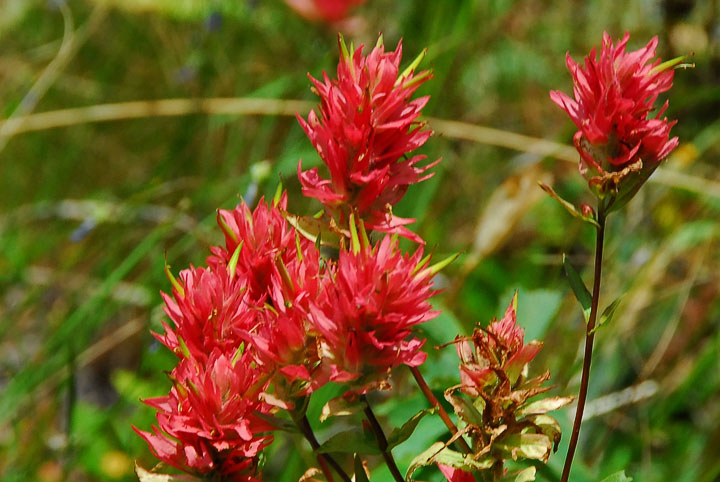 indian paintbrush