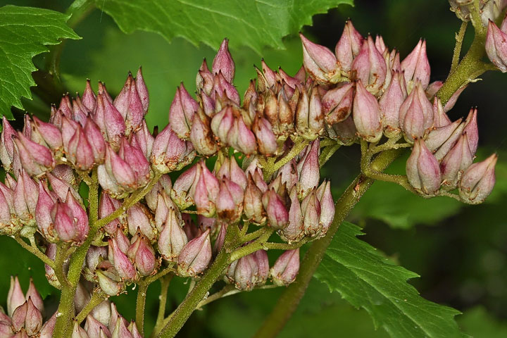 leatherleaf saxifrage